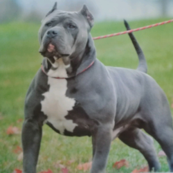 Duke