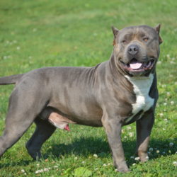 Roscoe