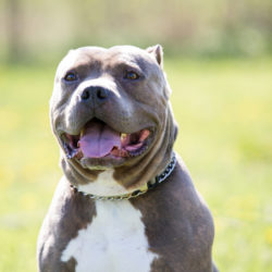 ABKC Champion Patterson’s Bumpy Johnson