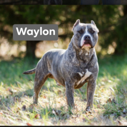 Waylon