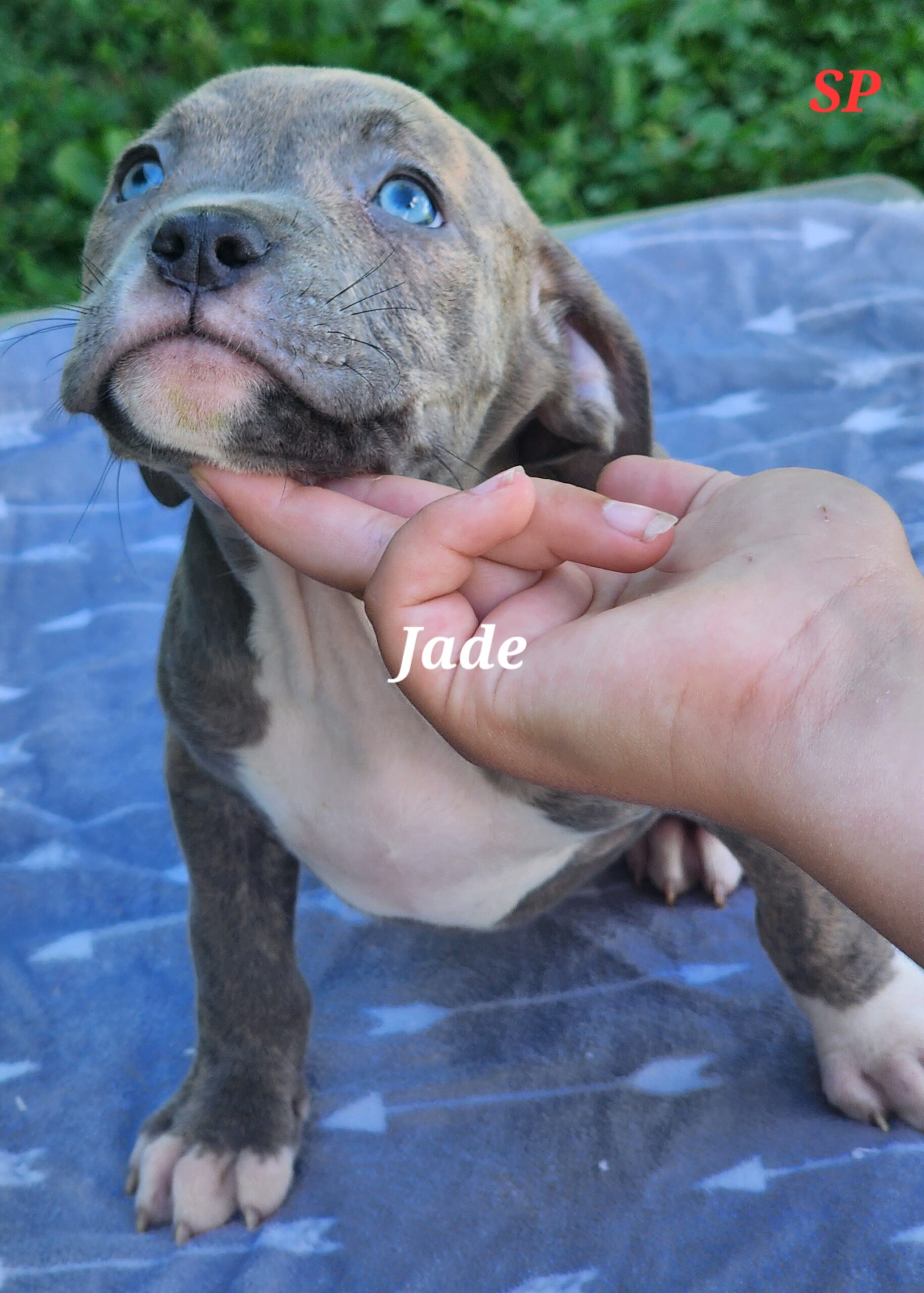 Jade