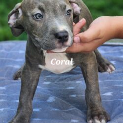 Coral