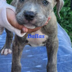 Dallas