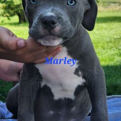 Marley